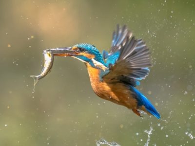 A Kingfisher