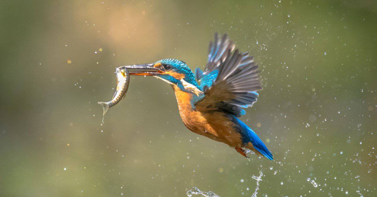 Belted Kingfisher With A Fish (plus an interesting foot adaptation