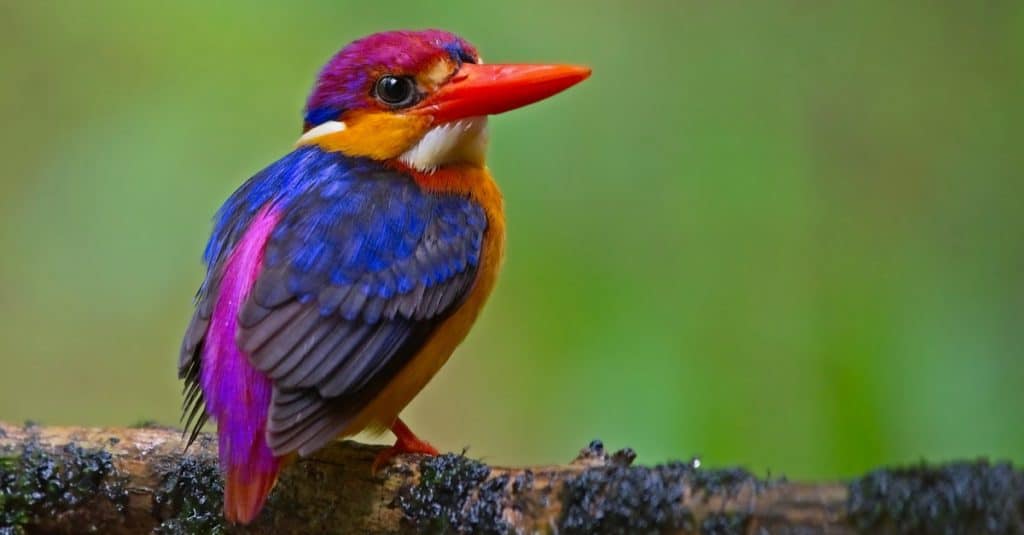 Oriental Dwarf Kingfisher or Three Toed Kingfisher or Black Backed kingfisher.