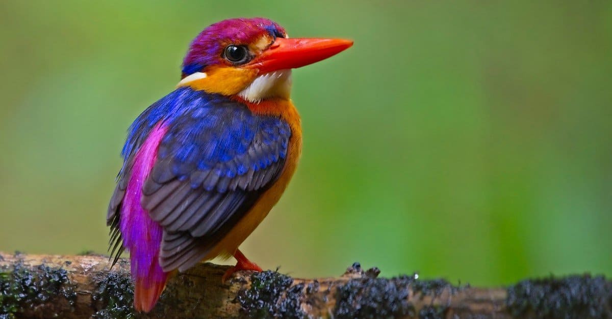 Kingfisher Bird Facts Az Animals