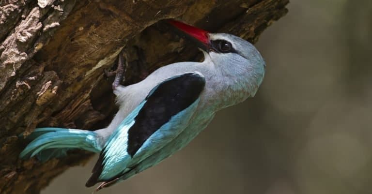 Woodland Kingfisher feeding babies; Halcyon Senegalensis
