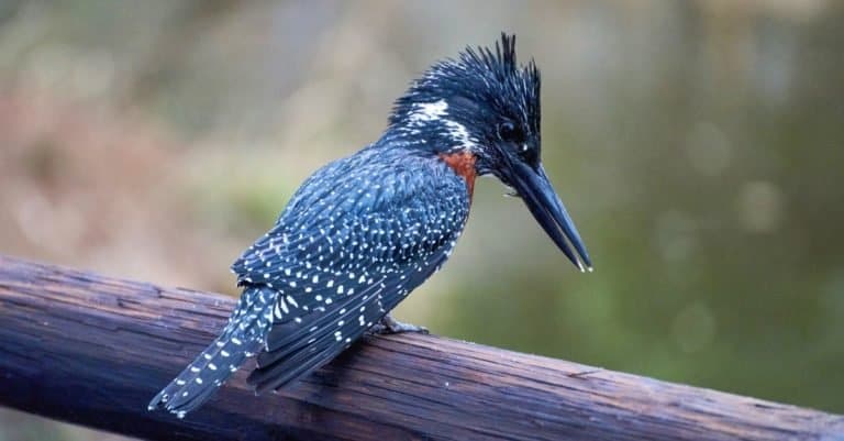 Giant Kingfisher waiting for fish to catch