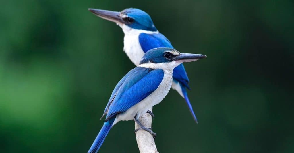Couple of Collared Kingfishers (Todiramphus chloris) perched on a branch