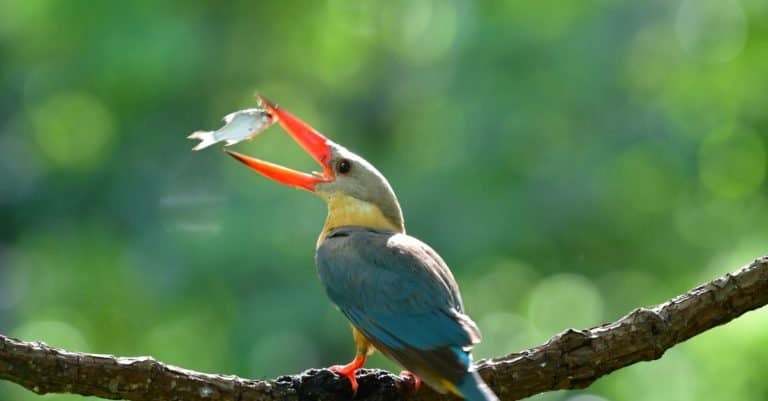 Strork billed Kingfisher feed in Thailand
