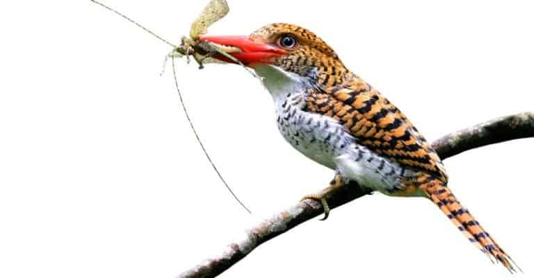 Female of Banded Kingfisher, the beautiful crested brown bird carrying insect in her lips to feed the chicks isolated on white background