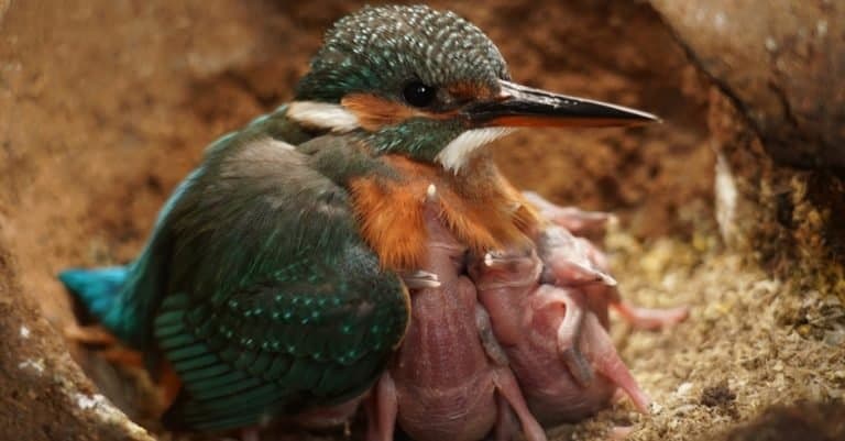 Kingfisher that protects its fledgling Chicks