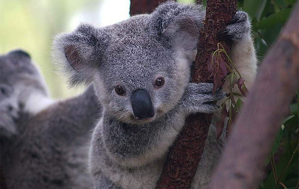 Bebé oso koala cuelga de una rama para obtener datos divertidos sobre animales