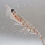 Krill
