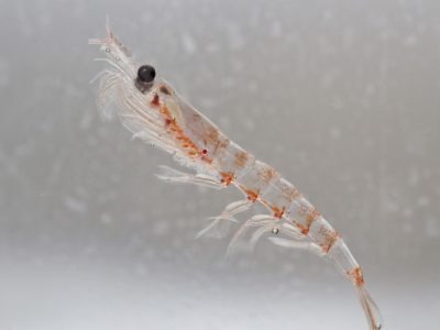 Krill Picture