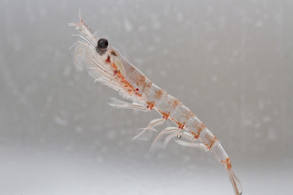 Antarctic krill in the water column of the Southern Ocean off the coast of the Antarctic Peninsula