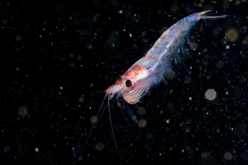 Krill drifting underwater in the St. Lawrence estuary in Canada