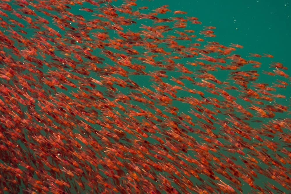 lobster krill swarm in sea water