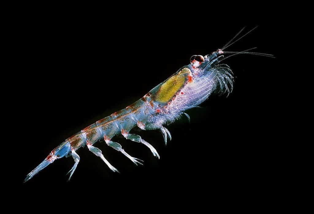 Antarctic krill Euphausia