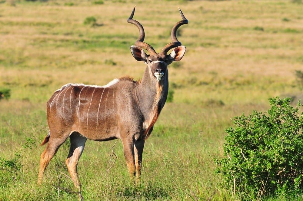 Kudu