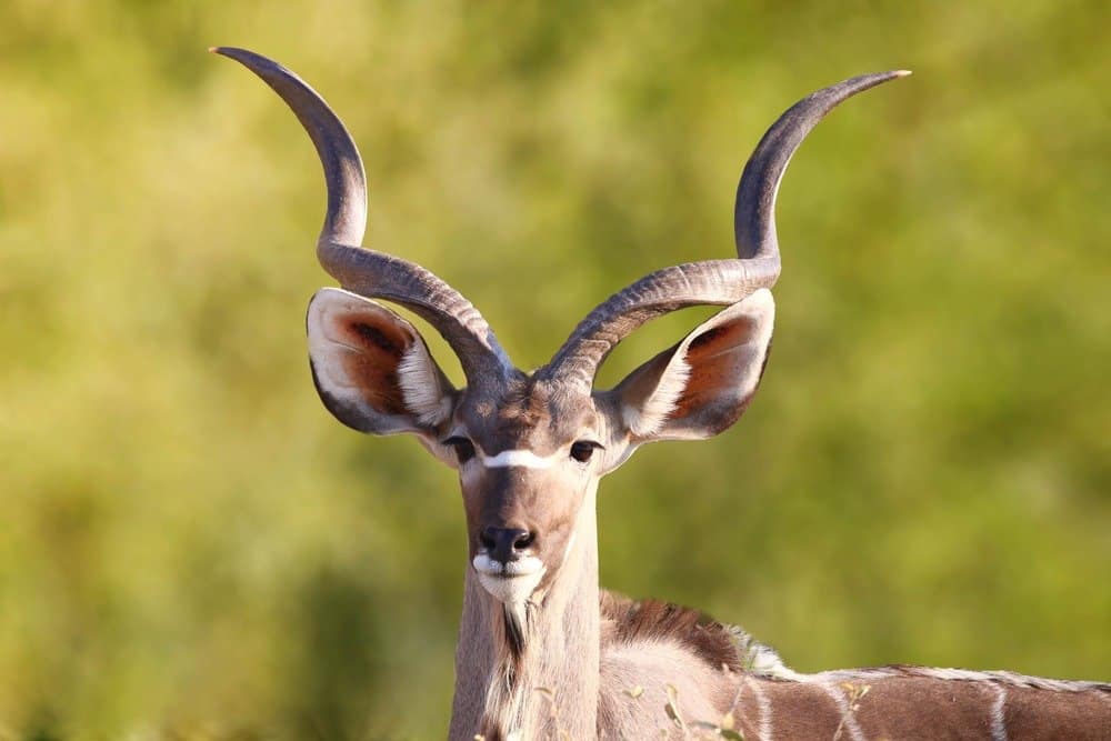 Kudu