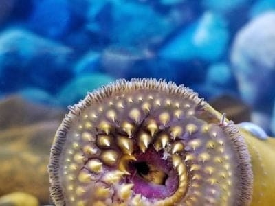 Close up of open sucking mouth of sea lamprey with teeth