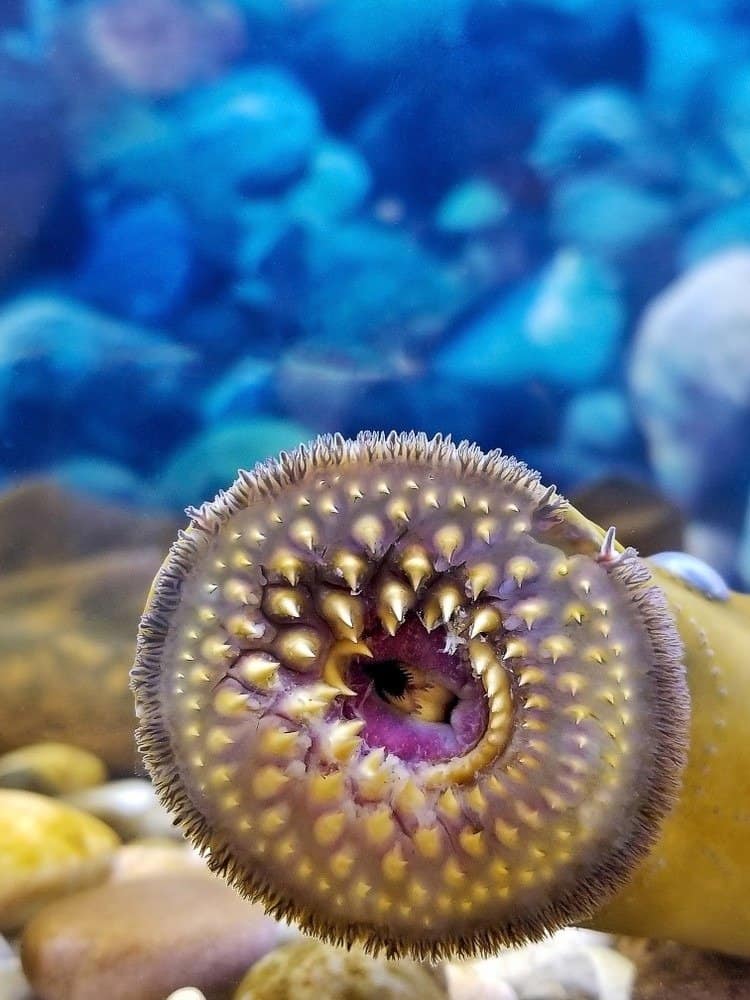 sea lamprey human bite