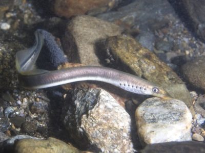 A Lamprey Quiz: What Do You Know About These Creatures?