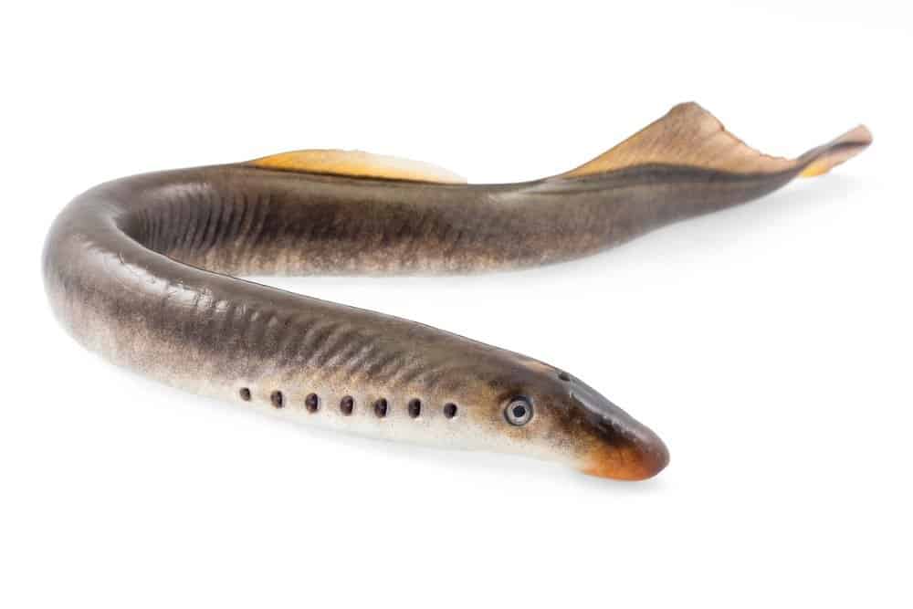 River lamprey on a white background