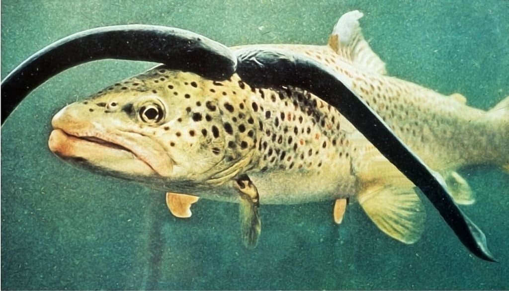 Sea lamprey on brown trout, facing left