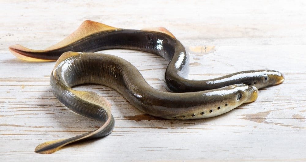 Giant Lamprey Eel