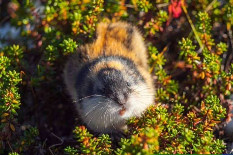 Wild Norwegian lemming sitting and looking at you.