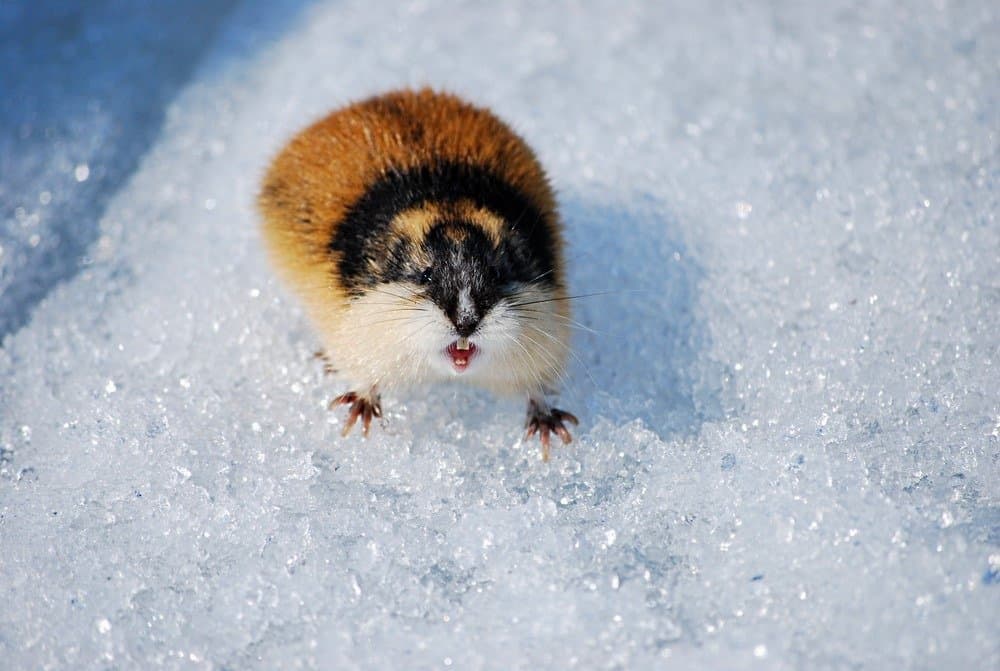 Lemming en colère dans la neige