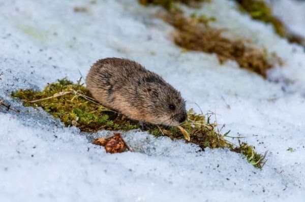 Lemming Animal Facts | Lemmus Lemmus - Wiki Point