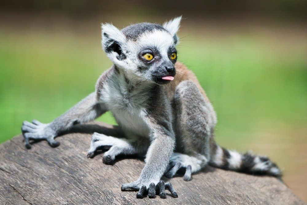 Baby lemur