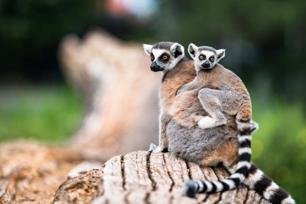 Lemur mom and baby