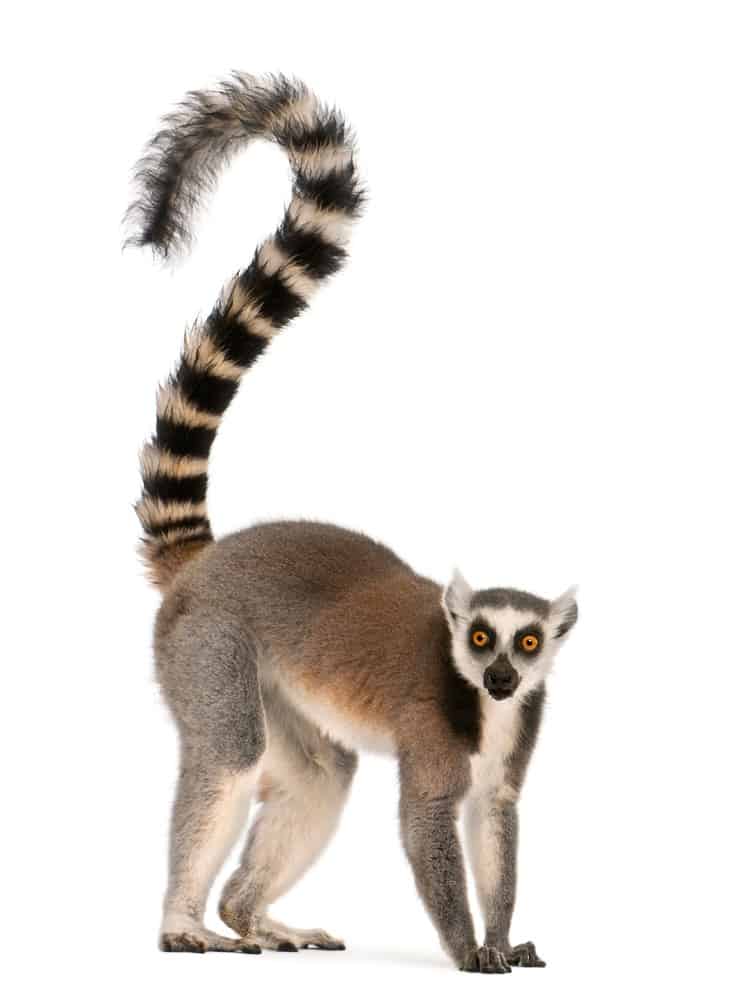 Lemur isolated on white background