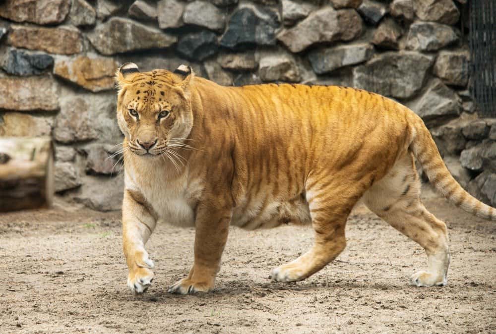 Large liger in captivity