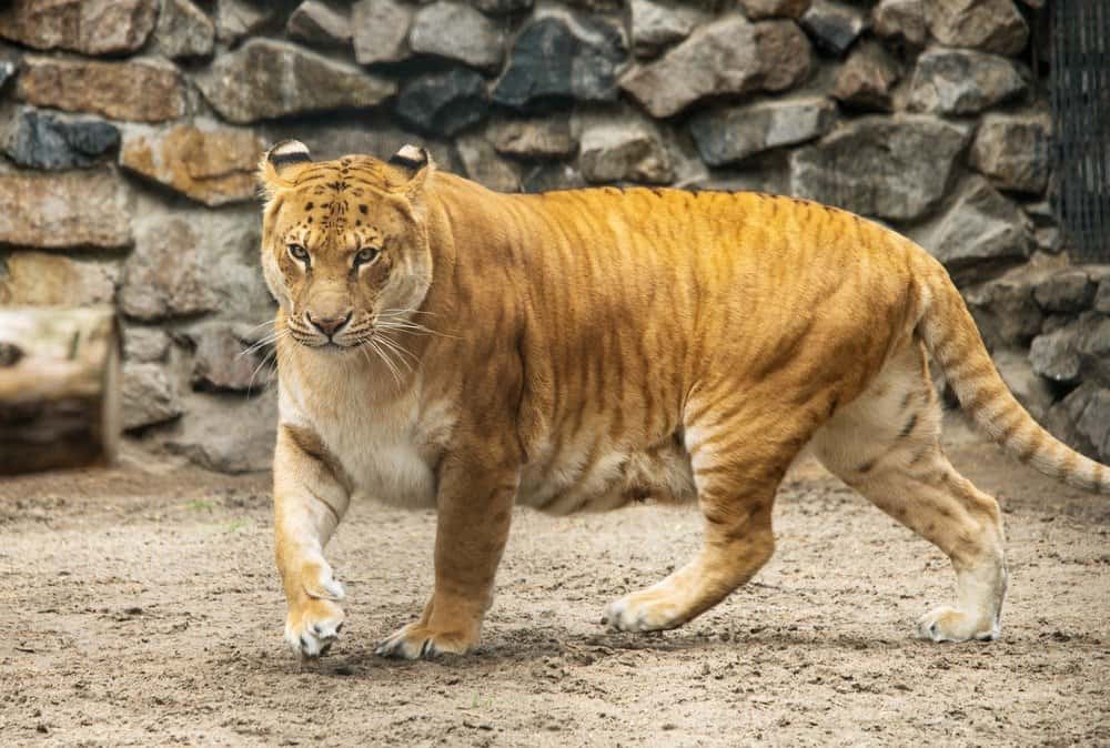 baby ligers and tigons