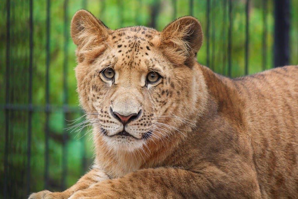 liger (Panthera leo × Panthera tigris) - liger cub