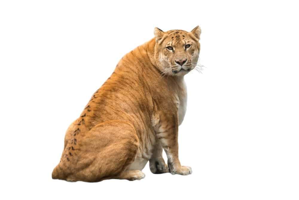 liger (Panthera leo × Panthera tigris)