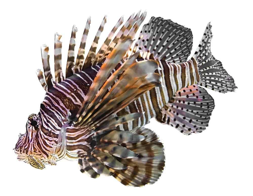 Lionfish isolated on white background