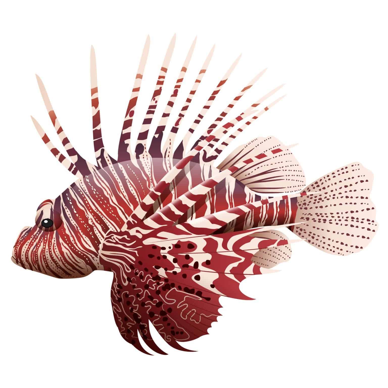 12 Amazing Ocean Animals A Z Animals 12 Amazing Ocean Animals A Z Animals