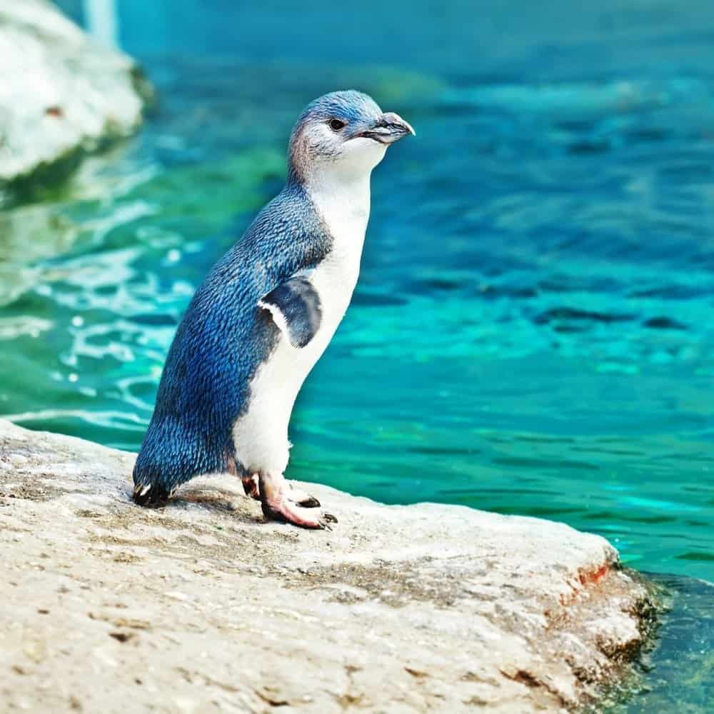 fairy penguin standing on a rock next to a body of Bluegreen water. The fire penguin has iridescent blue feathers down its back and on top of its head. Its belly is white feathers.