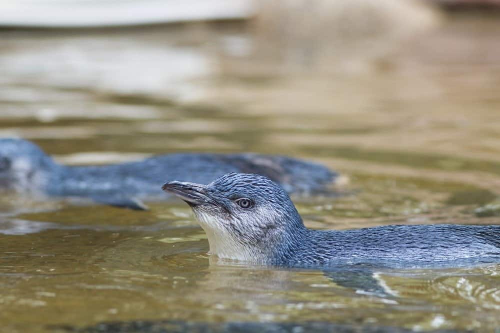 Little blue Penguin swimming