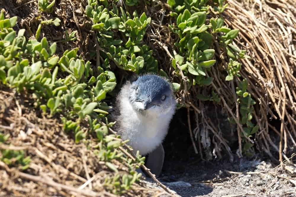 Juvenile Little Penguin outside its burrow at the Noobies