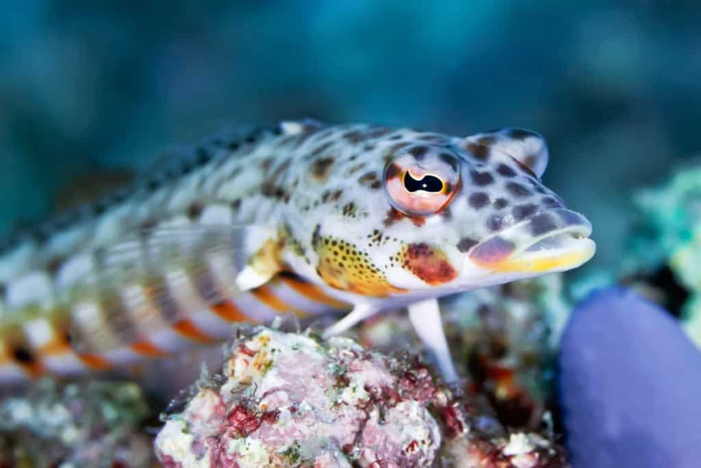 Lizardfish Fish Facts | Synodus lucioceps - AZ Animals