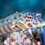 Lizardfish