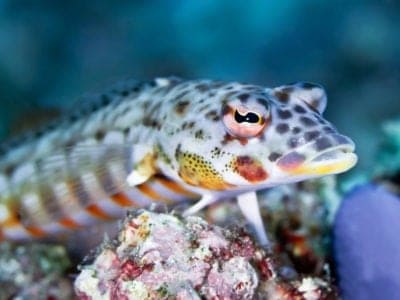 A Lizardfish