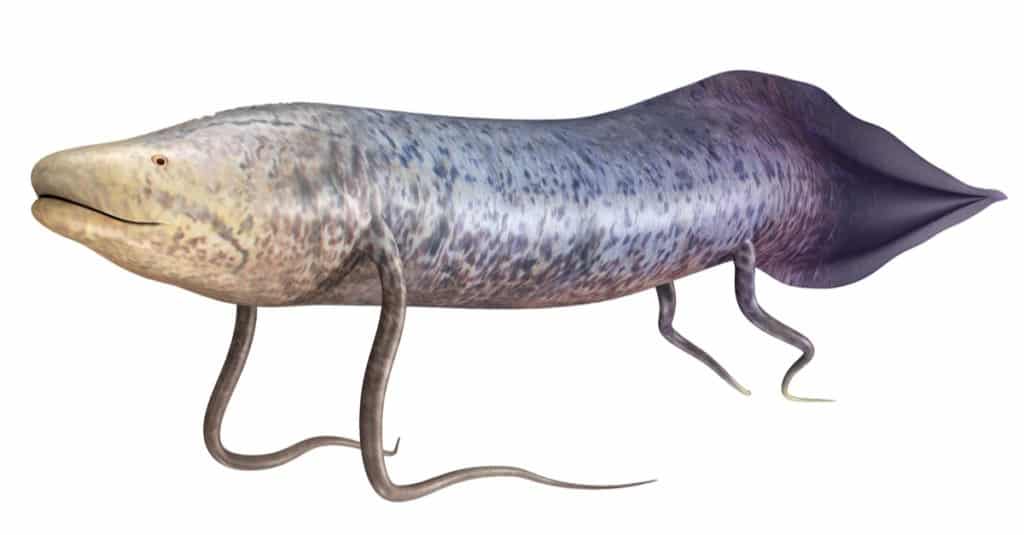 Lungfish are the oldest vertebrate animal on the planet. 