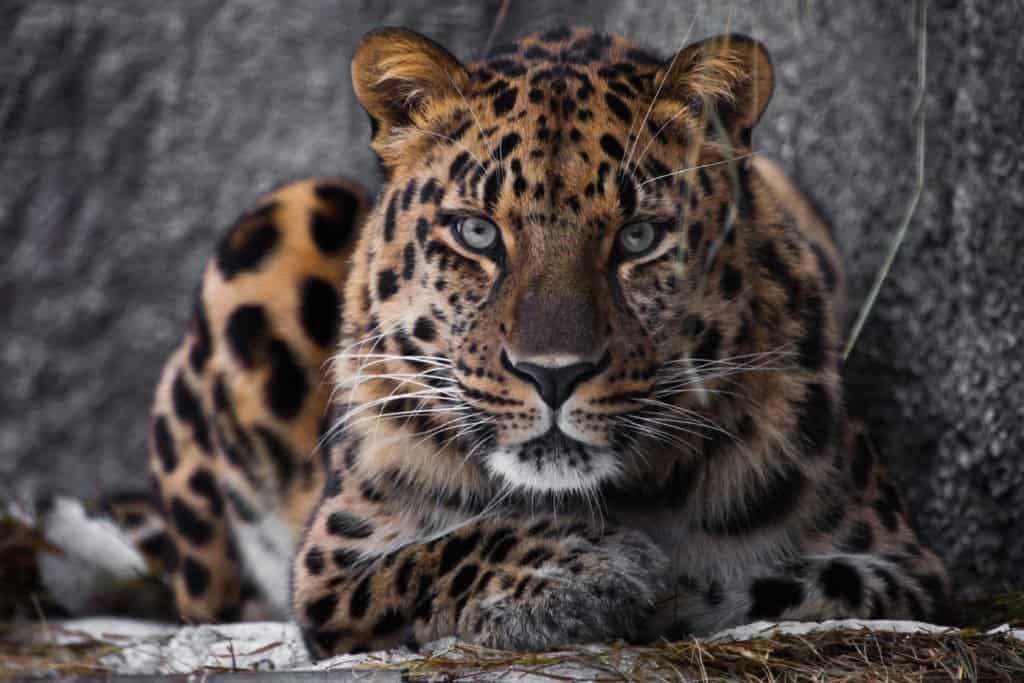 Léopard de l'Amur couché regardant la caméra