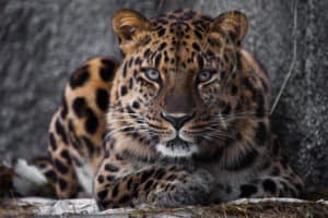 Discover How The Amur Leopard Became Endangered Picture