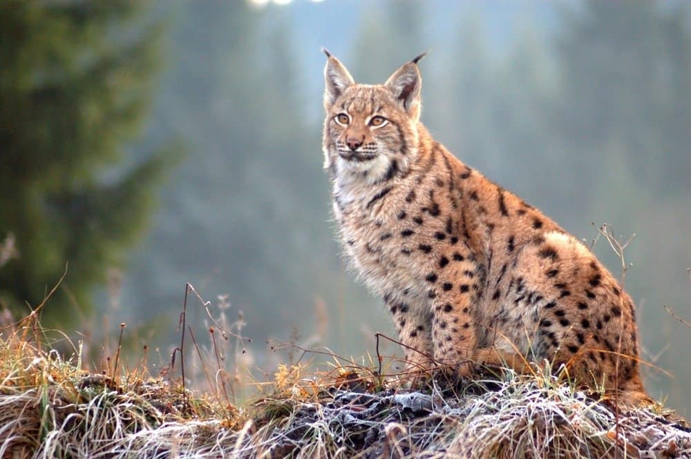 The Eurasian lynx (Lynx lynx) is a precious beast of the Slovak Carpathians