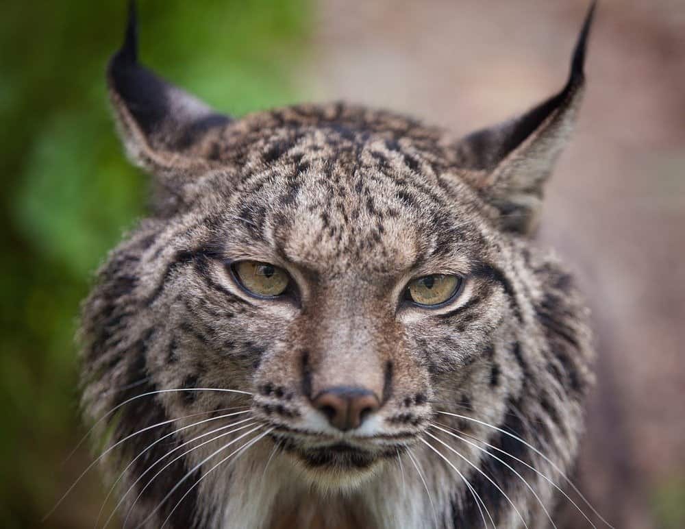 Iberian Lynx looking at camera