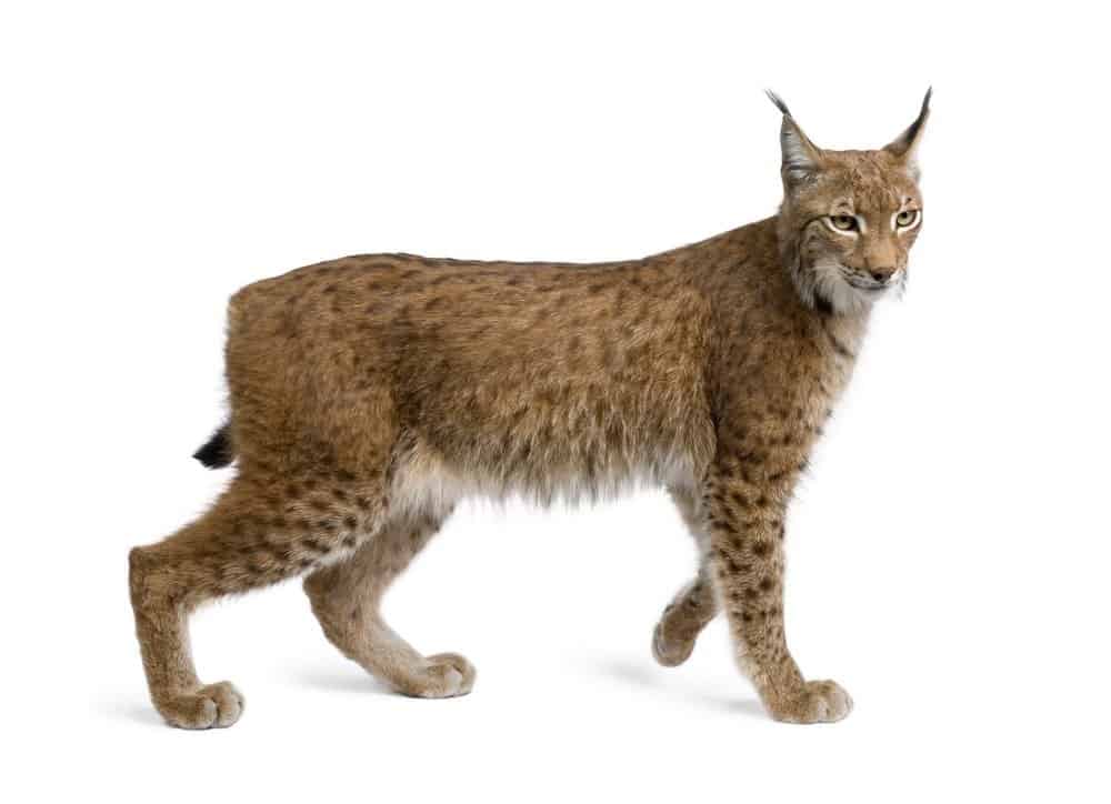 Eurasian Lynx, lynx lynx, 5 years old, standing in front of white background, studio shot