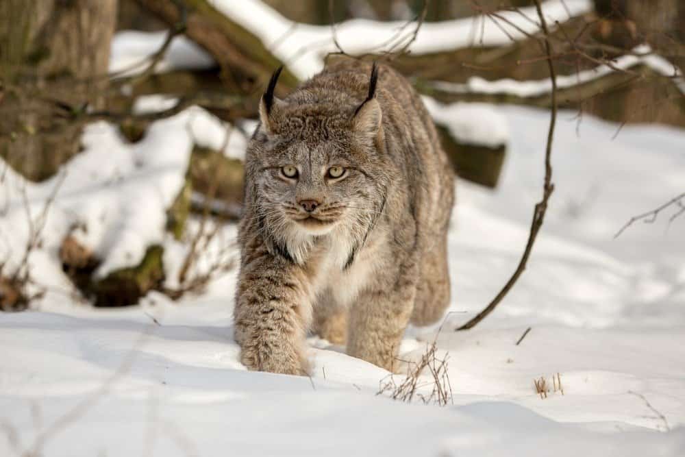 Canada lynx walking in deep snow cover in the woods on a sunny day. 